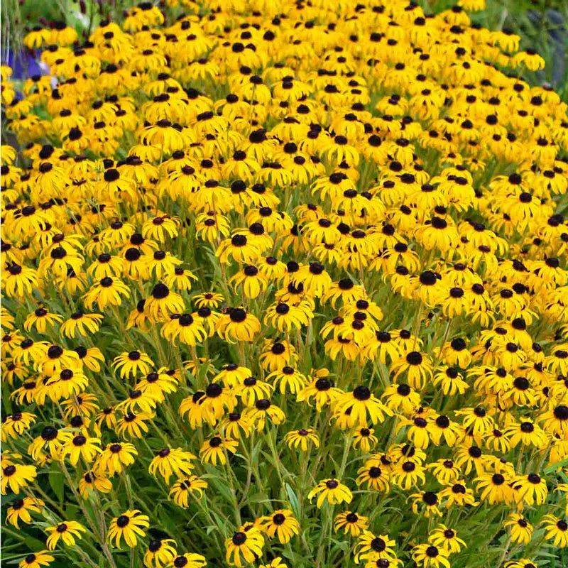 Black-Eyed Susan (Rudbeckia fulgida)
