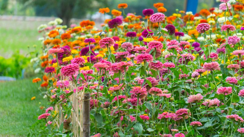 Zinnia