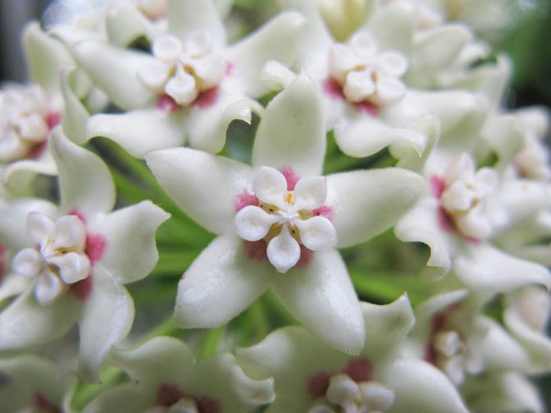 Hoya australis