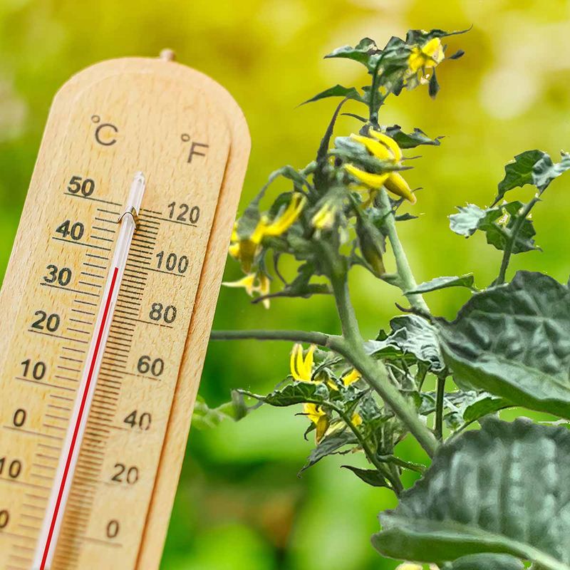 Check both overnight lows and daytime highs