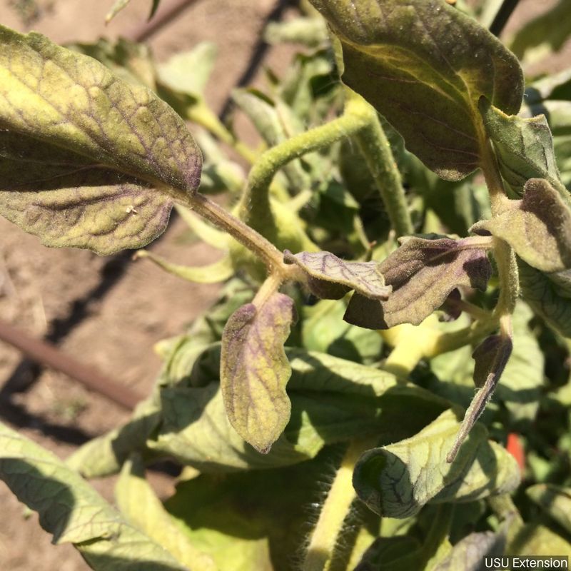 Curly Top Virus Spread by Leafhoppers