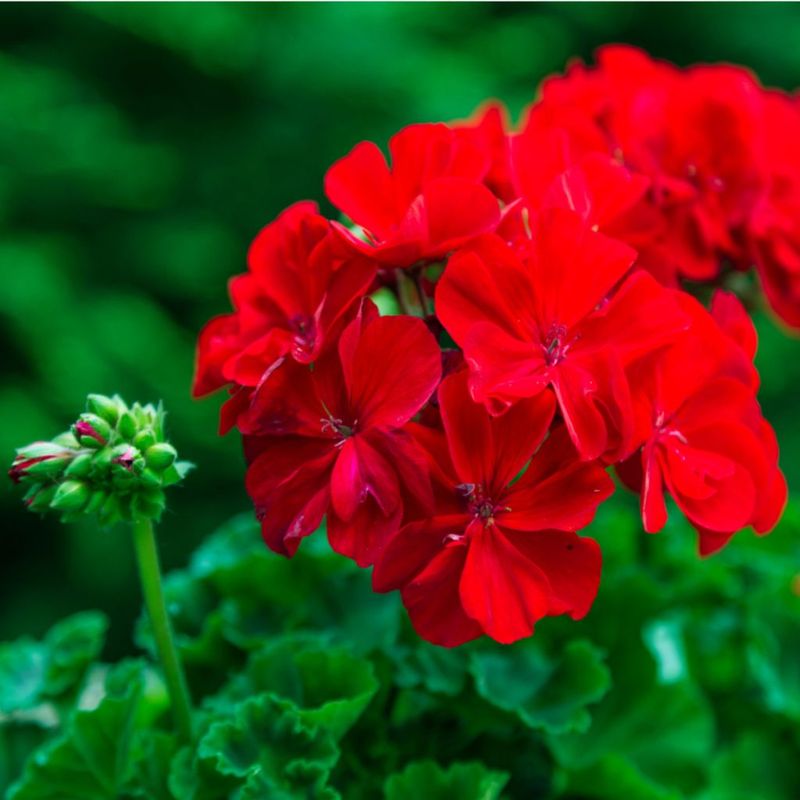 Prioritize phosphorus for flower development