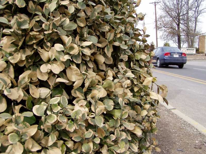 How Salt Spray Burns Leaves and Buds