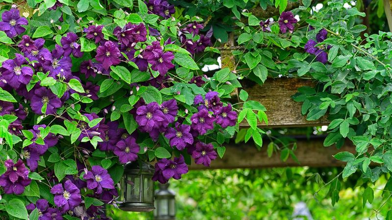 Reduce Plant Stress