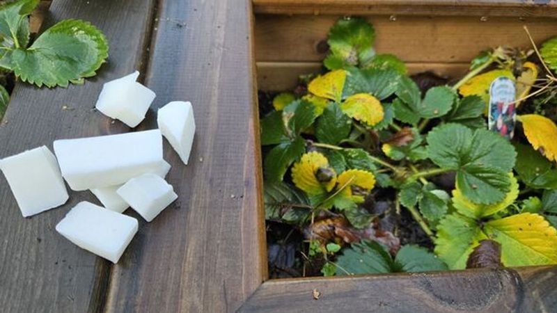 Irish Spring Soap