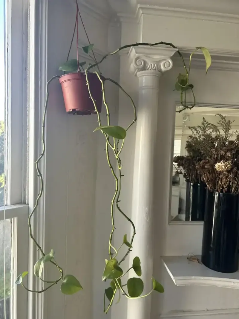 Leggy growth can point to too little light
