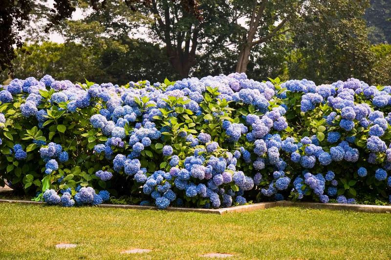 Using Fertilizer to Fix Color Instead of Blooms