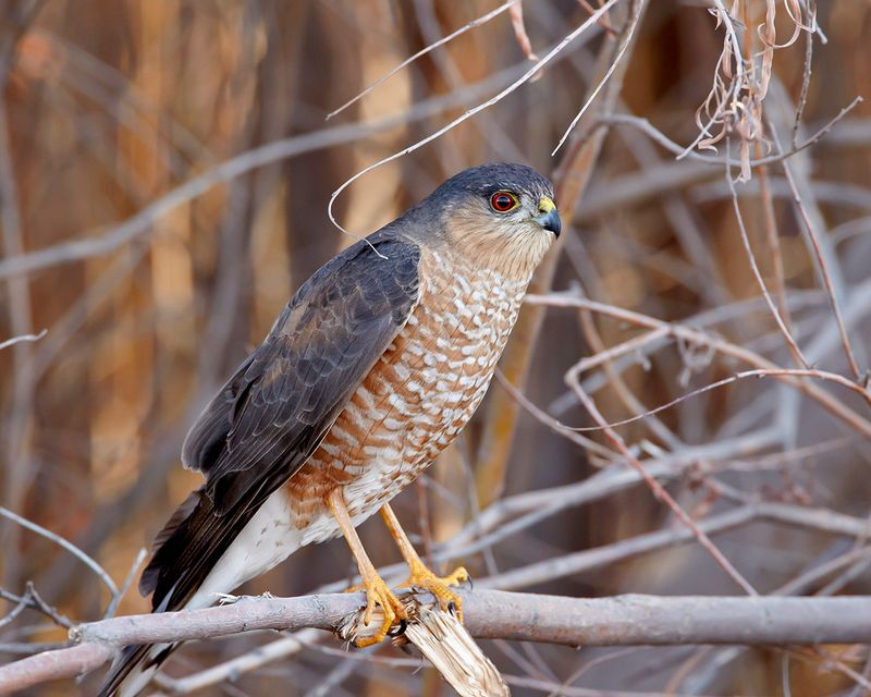 Small Birds of Prey