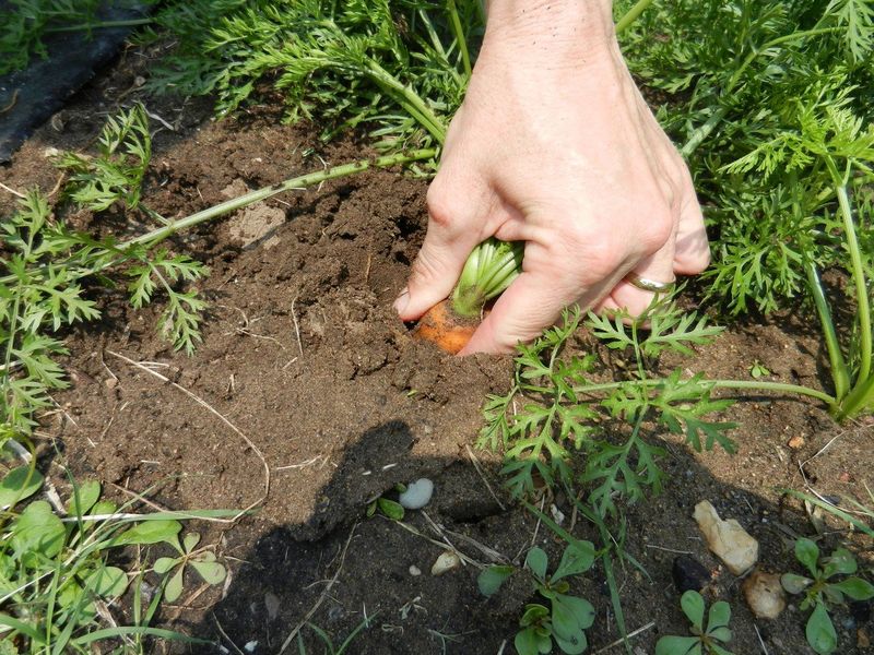 Inspect and sample a root before deciding
