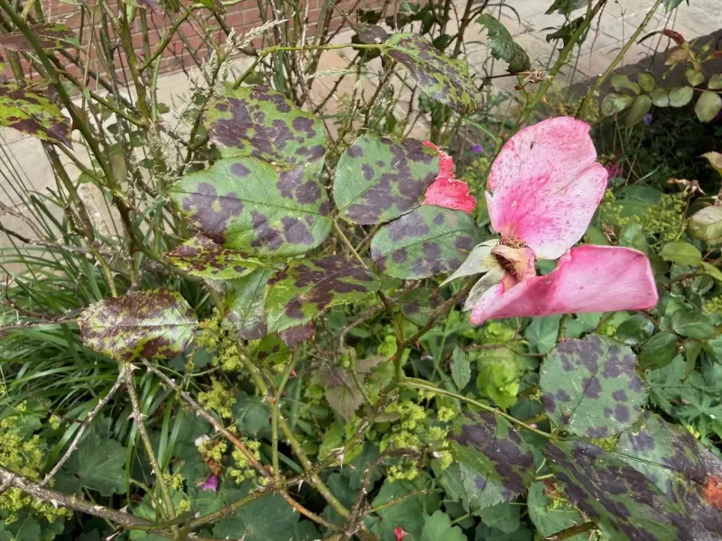 Head Off Pests and Disease Before Winter