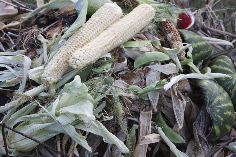 Corn Cobs