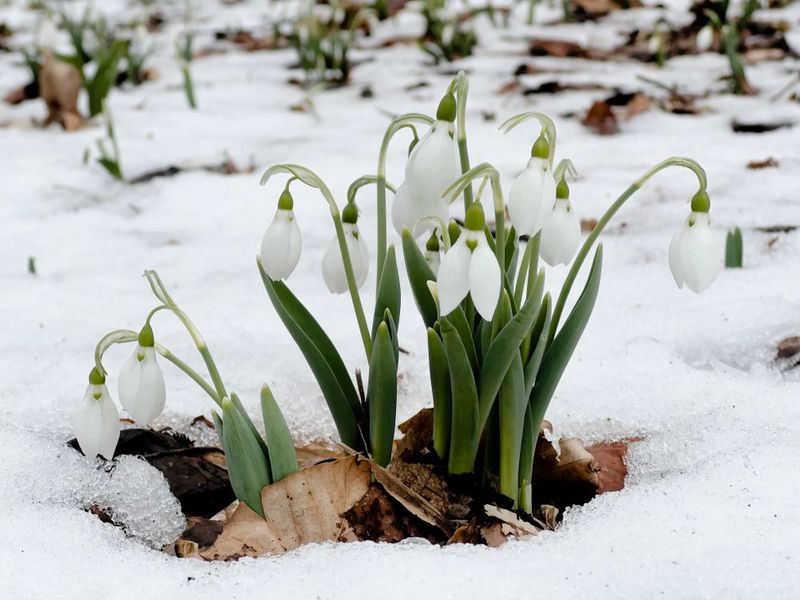 Snowdrop (Galanthus)