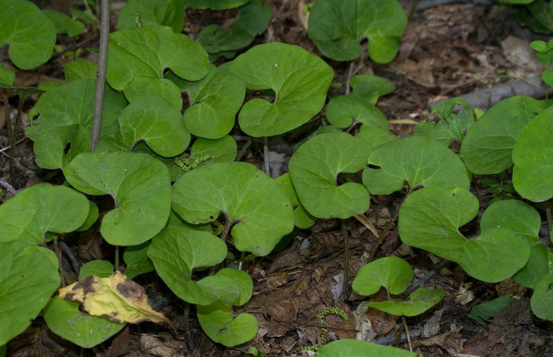 Wild Ginger (Asarum canadense)