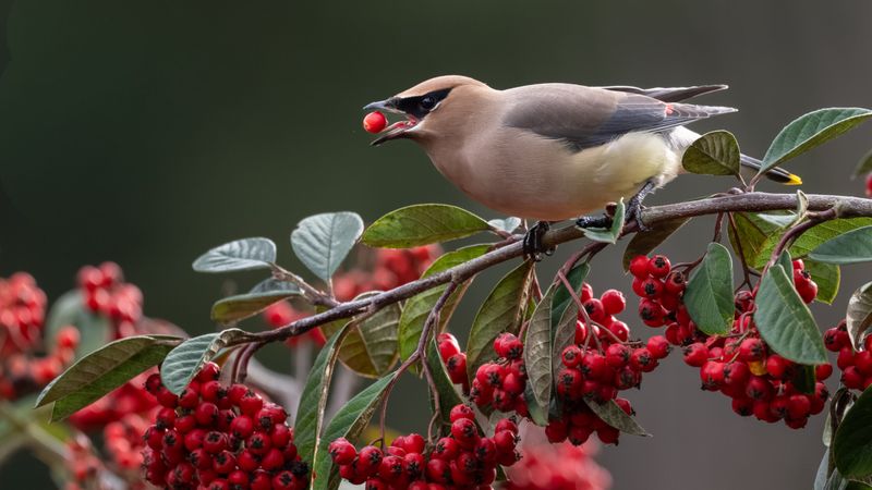 Cedar Waxwing