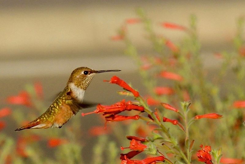 What hummingbirds can remember