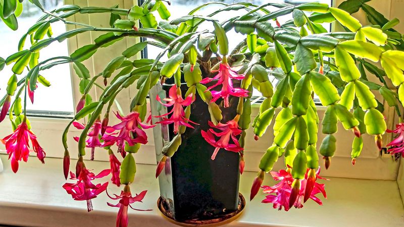 Can your cactus get uninterrupted nights?