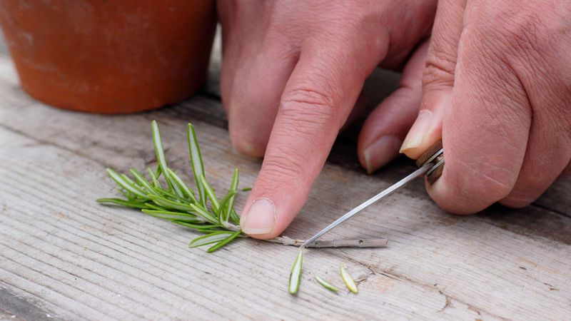 Fall cuttings are possible, but frost is not a propagation deadline