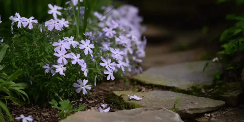 Creeping Phlox (Phlox stolonifera and Phlox subulata)