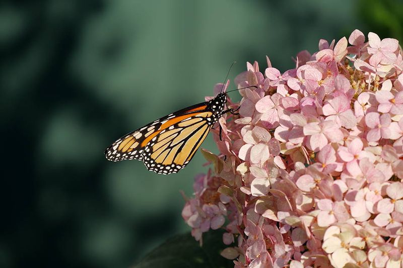 Hydrangea (Lacecap, Smooth, or Panicle Varieties)