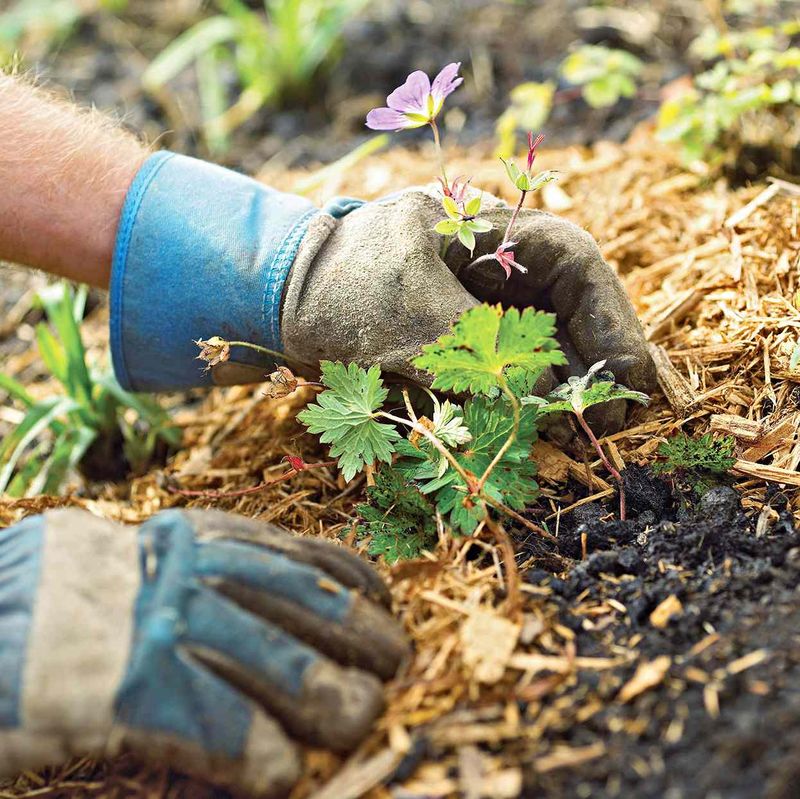 Mulch like a smart gardener