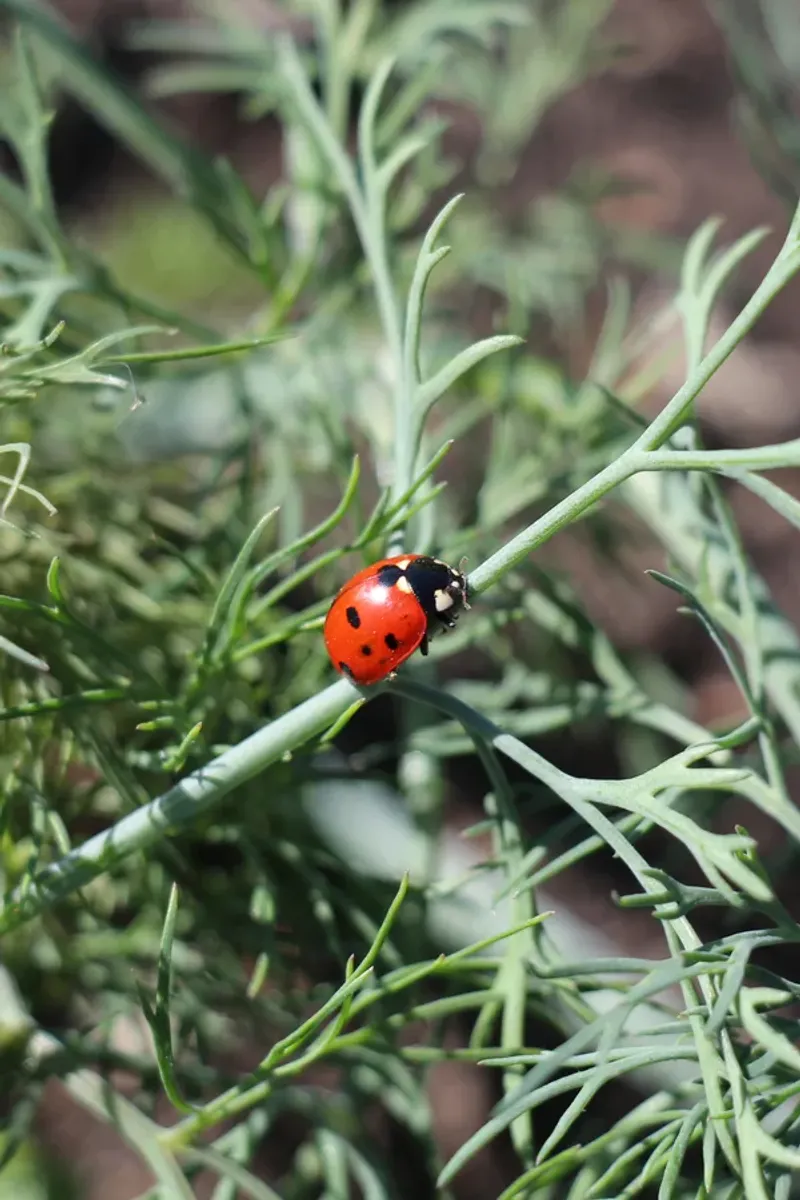 Dill