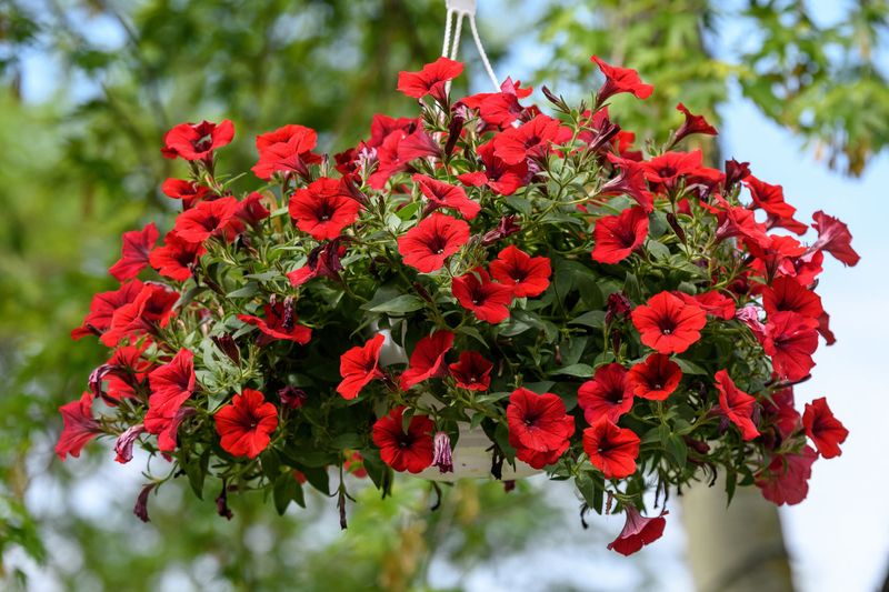 Red Petunias