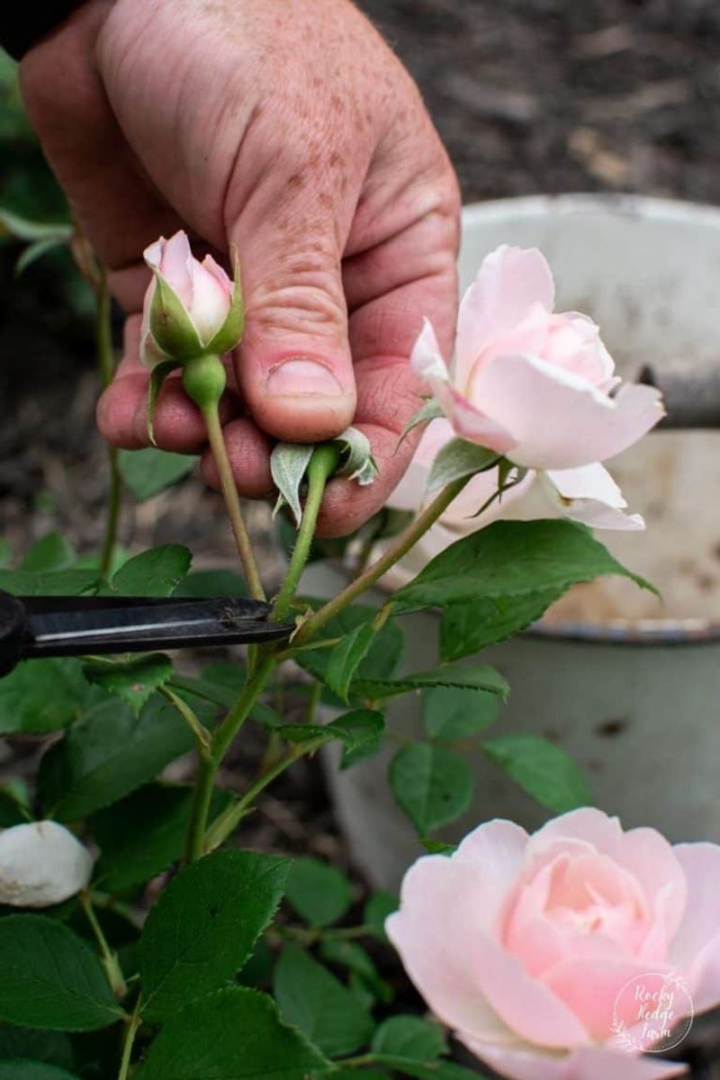 Lack of Deadheading