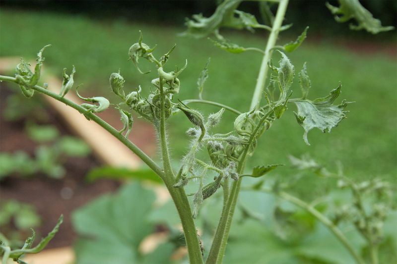 Herbicide Drift or Residue