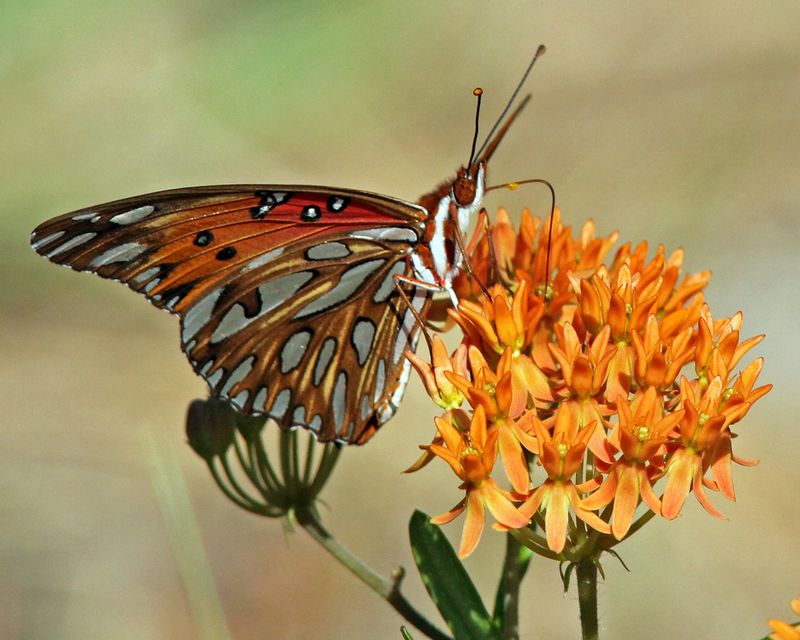 Gulf Fritillary