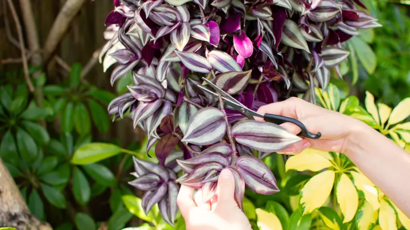 Prune Regularly for Bushier Growth