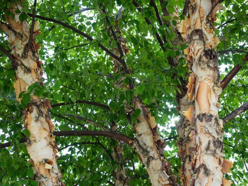 River Birch (Betula nigra)