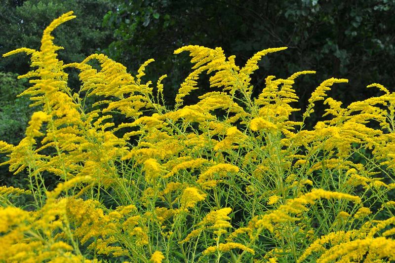 Choose the goldenrod that fits your region and site