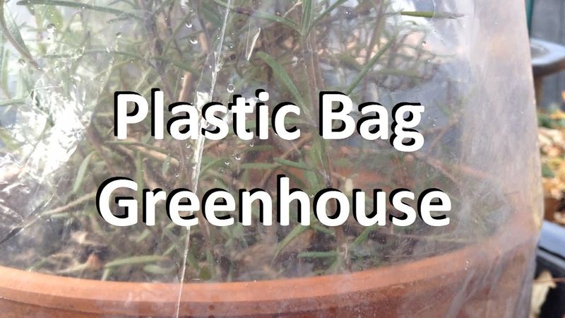 Build a Mini Greenhouse for Humidity