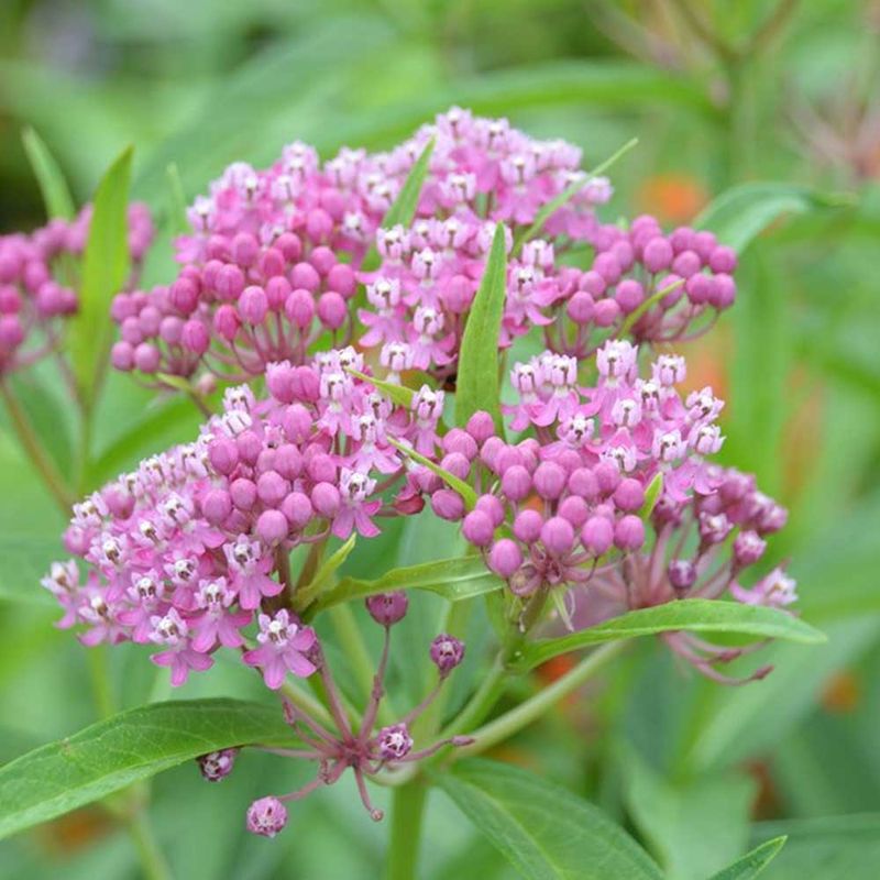 Swamp Milkweed (Asclepias incarnata)