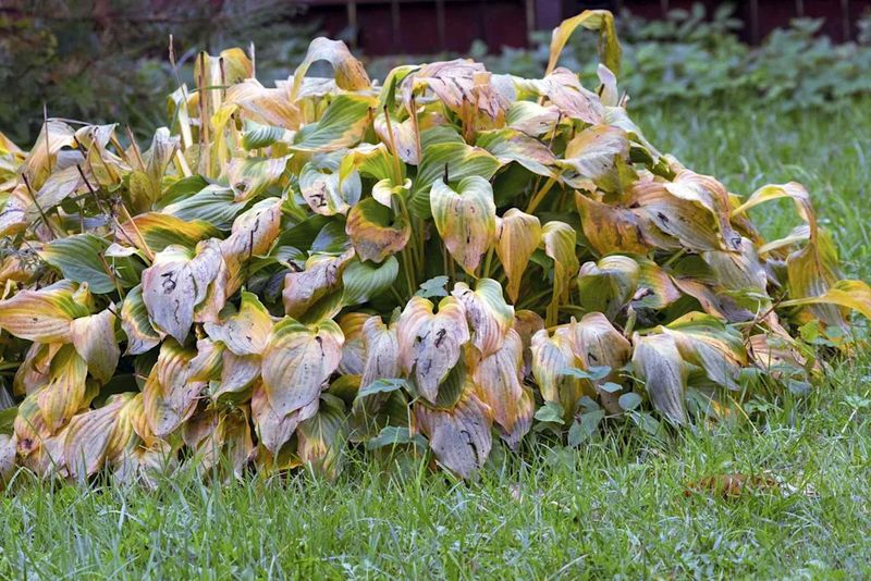 Hostas