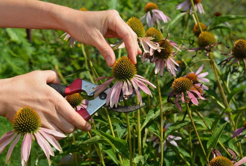 Balance reblooming with reseeding