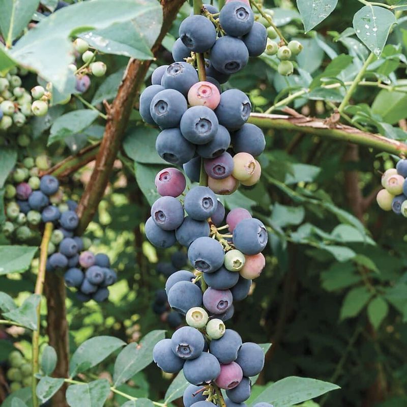 Elliot Blueberry