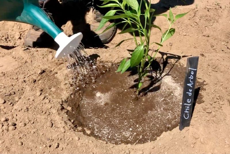 Stabilize moisture without forcing growth