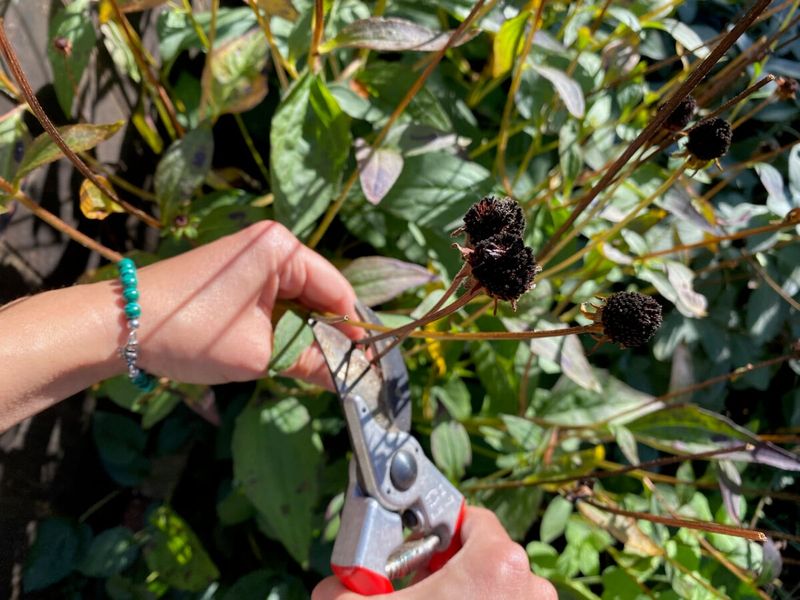 Snip the Seed Heads With Shears
