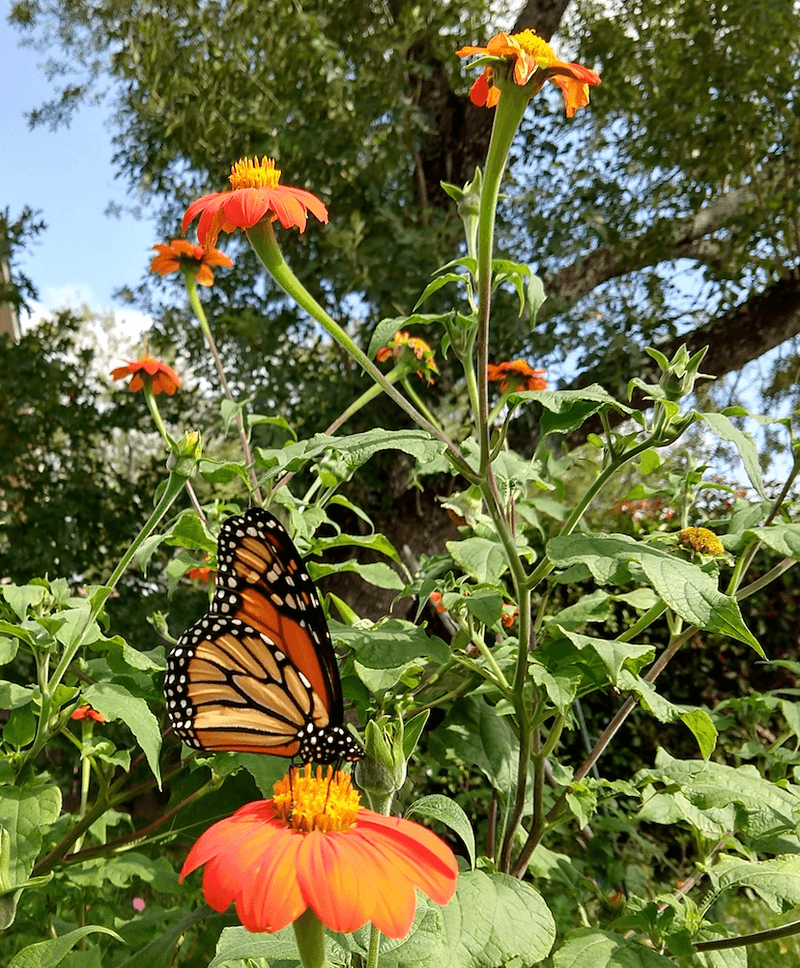 Mexican Sunflower (Tithonia rotundifolia)