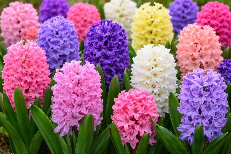 Hyacinths