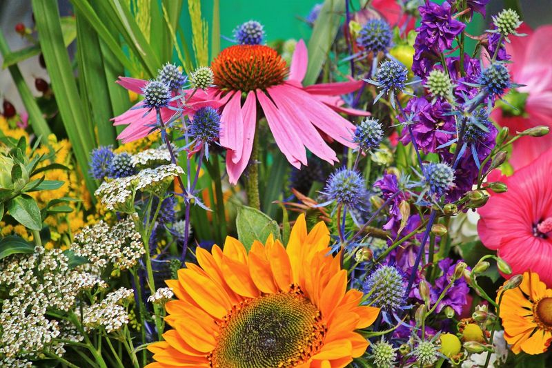 Match native plants to your North Carolina site