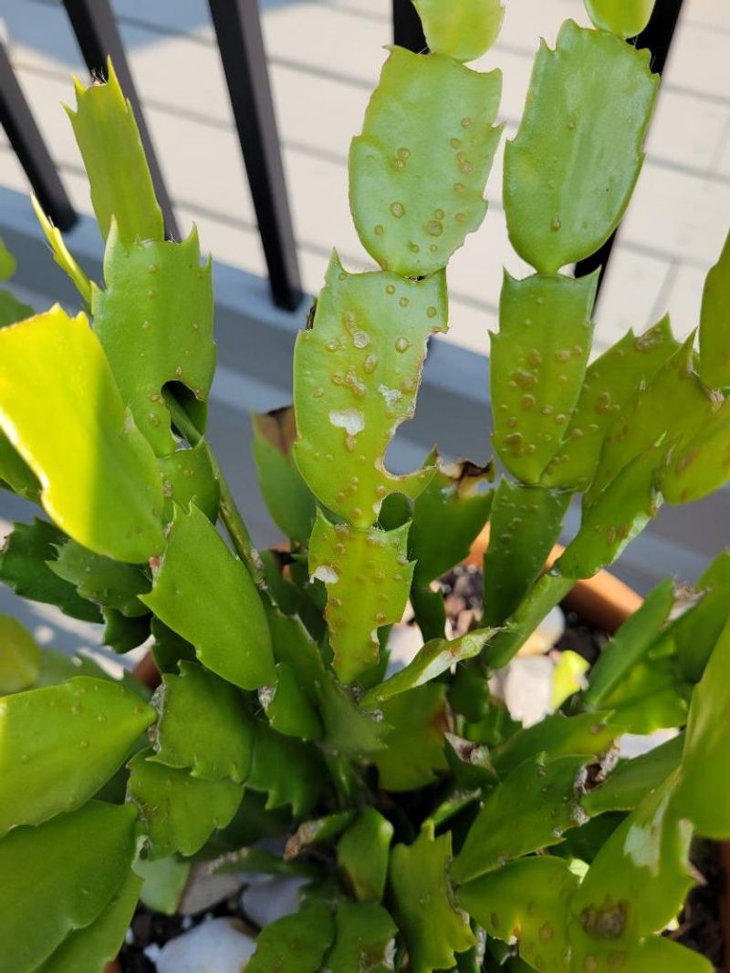 Blisters Or Water-Soaked Bumps On Leaves (Overwatering)