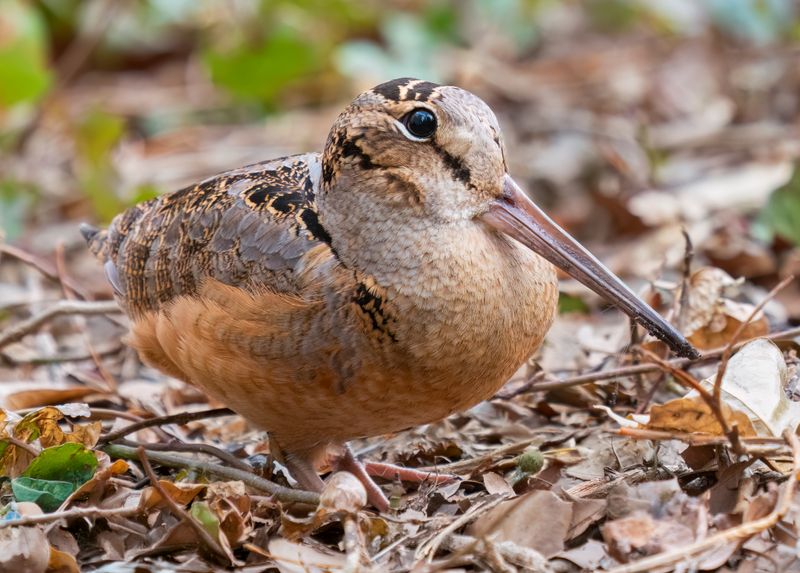A woodcock on the ground may be behaving normally