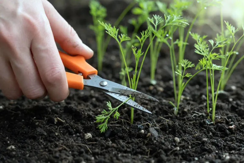 Direct-sow, thin early, and leave the root undisturbed