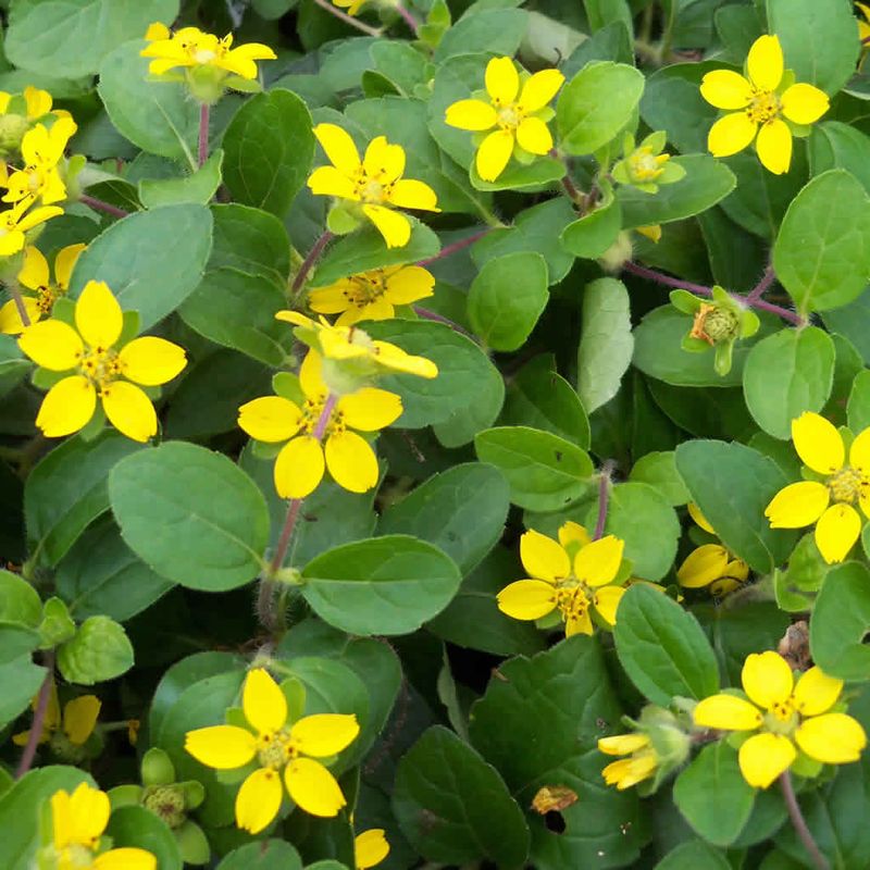Green-and-Gold (Chrysogonum virginianum)