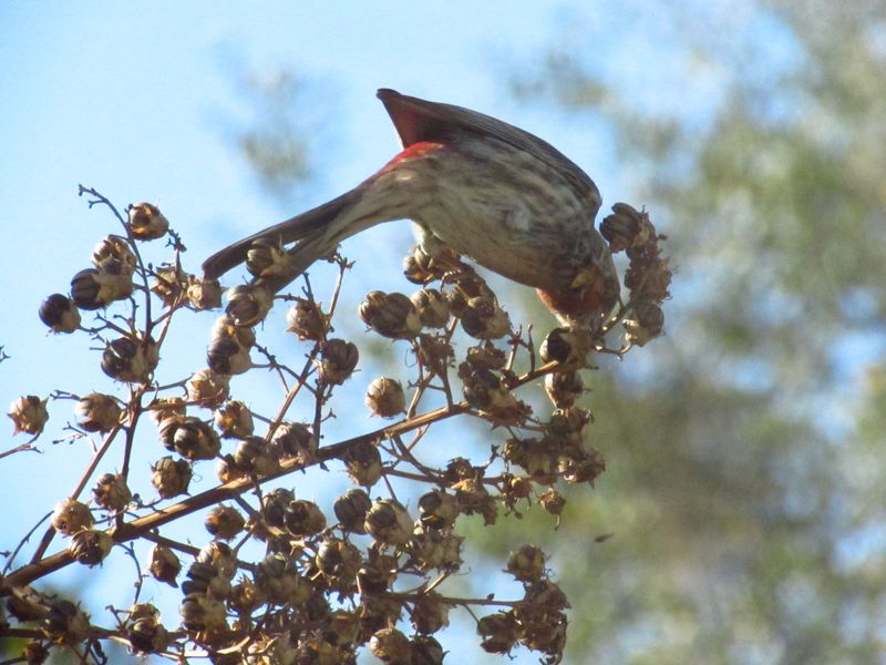 Birds can eat the seeds, but the evidence has limits