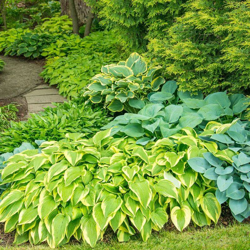 Hosta