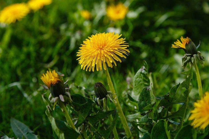Living dandelions do not automatically fertilize the lawn