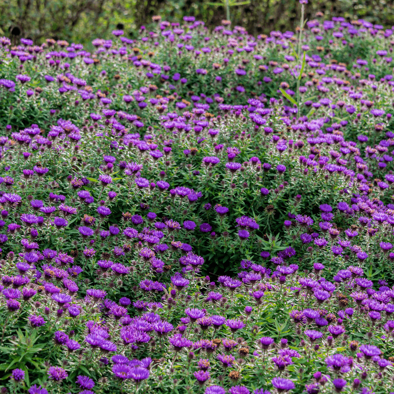Its purple display rises above the fading summer bed